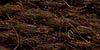Ancient Fern (PF-22)