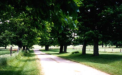 Driveway in Summer